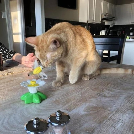 Interactive Cat Toy